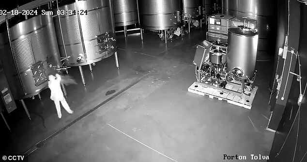 In February, the former employee of winemaker Cepa 21 was caught on camera sabotaging tanks at its warehouse in Castrillo de Duero, Spain, releasing 60,000 liters of wine worth $2.7 million. Authorities arrested her at her home on Thursday