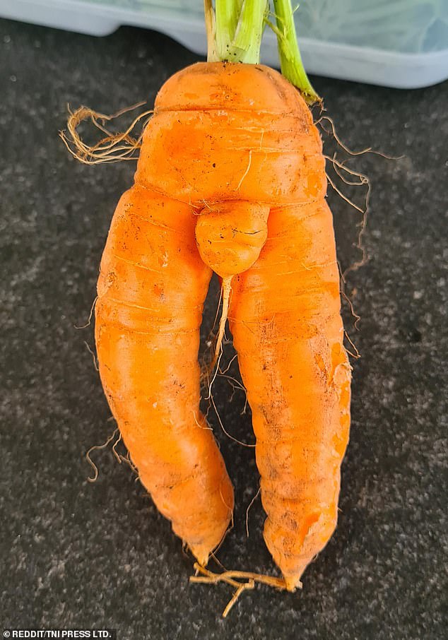 It's not often that a carrot catches your eye, but these examples (photo) from around the world certainly surprised people when they were first discovered