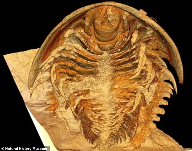 A prehistoric 'Pompeii' with legs around its mouth and a body covered in spines when it lived 500 million years ago has been unearthed in Morocco