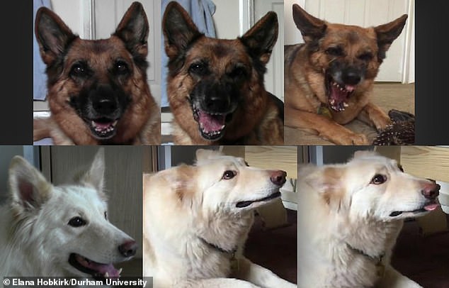 Domestication and selective breeding have limited the ability of domesticated dogs to use facial expressions to convey emotions as effectively as their ancestors, say experts from the University of Durham.