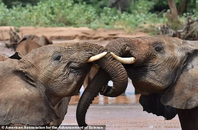 According to researchers at Colorado State University, elephants communicate with each other by name