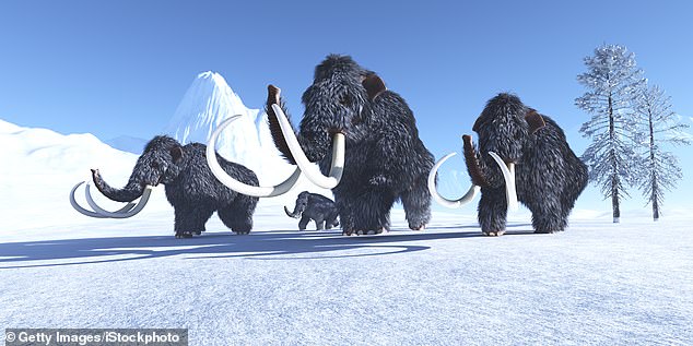 Woolly mammoths roamed the Ice Age tundras of North America, Europe, and Asia as far back as 300,000 years ago. They later became extinct about 4,000 years ago on an isolated island off the coast of Siberia in the Arctic Ocean.