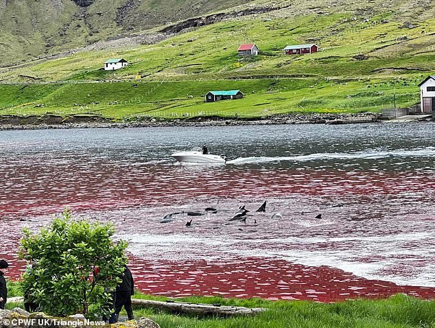 The water turned red with the animals' blood as they were cut and stabbed after being held in an inescapable part of the harbor of Hvannasund, a village on the west coast of Viðoy.
