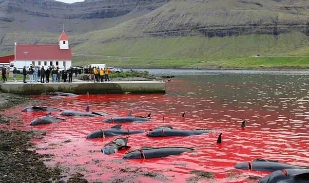 Photos show the first 'grind' of 2024 last month, which slaughtered 40 whales