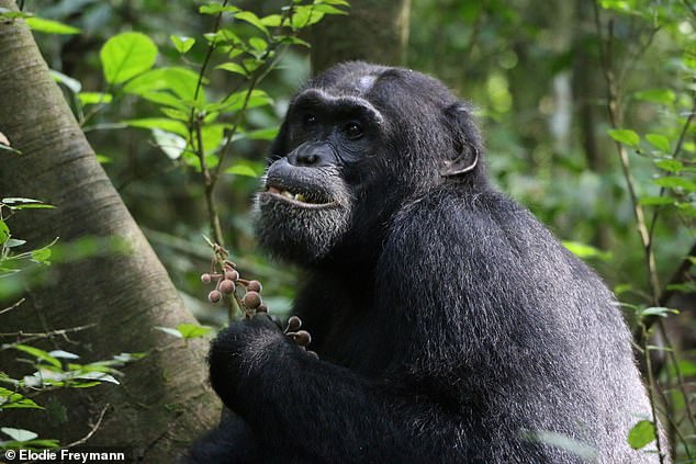 Chimpanzees purposefully seek out and eat plants with medicinal properties when they are sick or injured, a study suggests