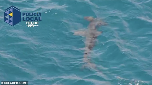 Lifeguards pulled swimmers out of the water at Melenara Beach on Gran Canaria's east coast for the second day in a row when a police drone spotted a hammerhead shark off the beach