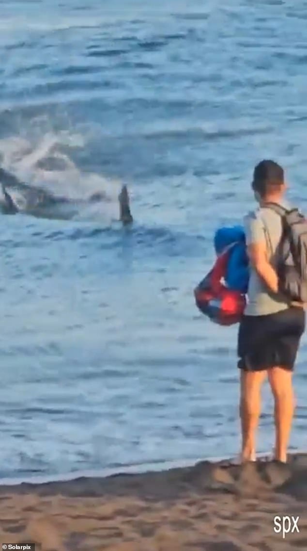 Police rushed to Melenara Beach on Gran Canaria's east coast after the shark spotting alert