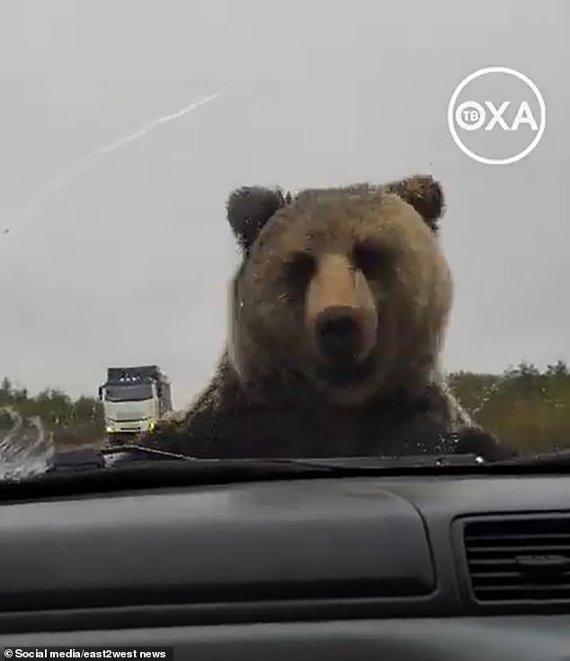 A brown bear terrorized three Russians by trying to force its way into their car after it broke down on a remote stretch of road