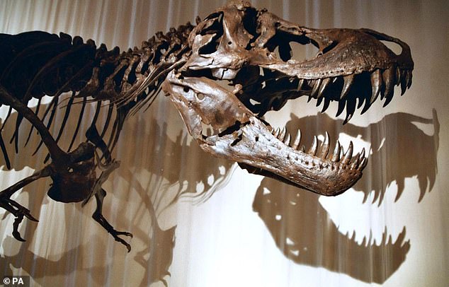 Stan, a T-Rex, was discovered in South Dakota in 1987 and sold for $3.18 million at Christie's in 2020