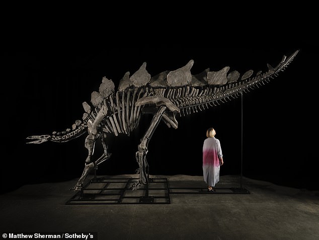 Fossil hunter Jason Cooper unearthed the impressive 27-foot-long stegosaurus skeleton while walking through his Colorado estate on his 45th birthday