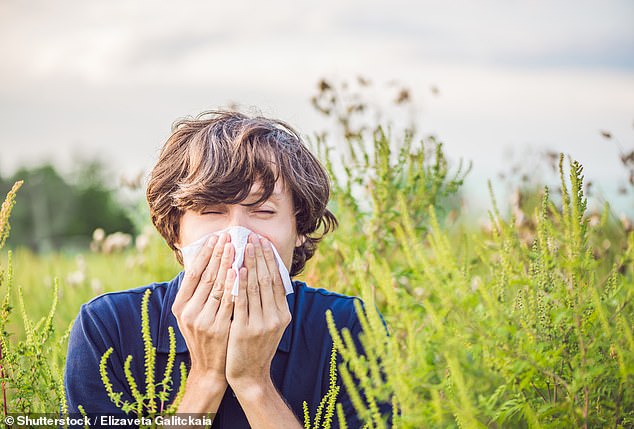 The Met Office forecast predicts 'very high' levels of pollen to flow through Britain as hay fever sufferers brace for a 'pollen bomb'