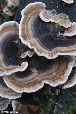 Turkey tail is a colorful, striped mushroom that grows on dead tree trunks in forests around the world.