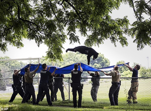 A dozen rescuers braced for impact as the stunned bear fell from the tree