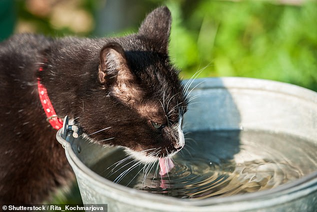 Cat owners can leave bowls of cold water for your cat in places you know he likes to go (stock image)