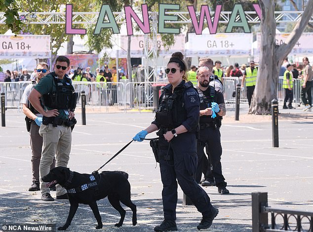 Police sniffer dogs are seen patrolling the entrance to a music festival in Melbourne earlier this year