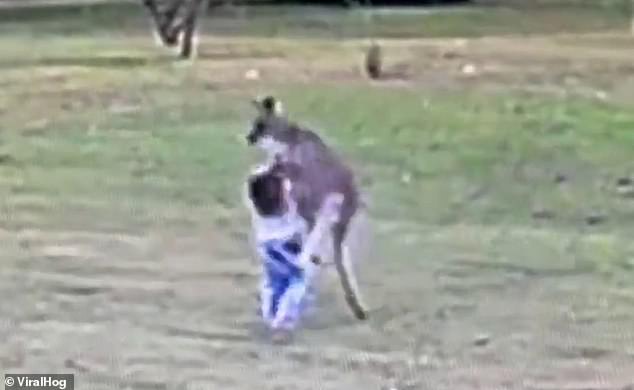 Shocking video shows a kangaroo attacking a toddler in an open backyard in NSW on Saturday