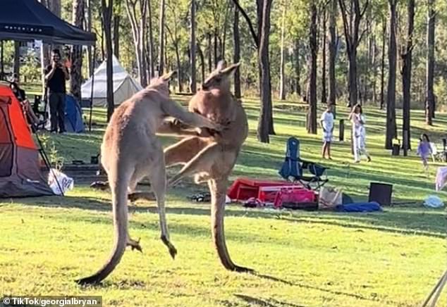 Brisbane's Georgia Bryan filmed the kangaroos punching and kicking each other at a Queensland campsite as stunned families watched