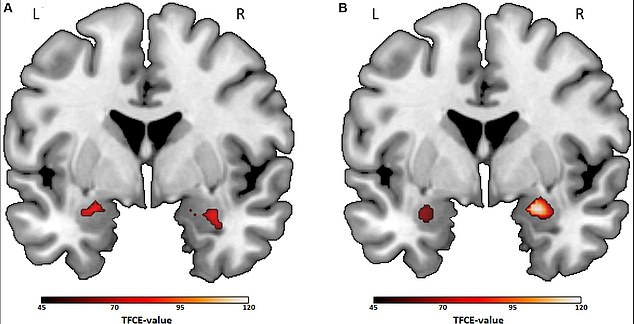 Scientists found that people who liked comedy and action (right) had more activity in the region linked to excitement and reward, compared to people who preferred thriller and documentary (left)