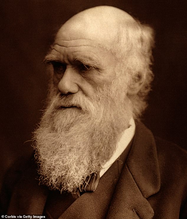 In their theories of evolution, naturalists Charles Darwin (pictured) and Frenchman Jean Baptiste Lamarck said long necks evolved to help giraffes reach leaves high in a tree, avoiding competition with other herbivores.