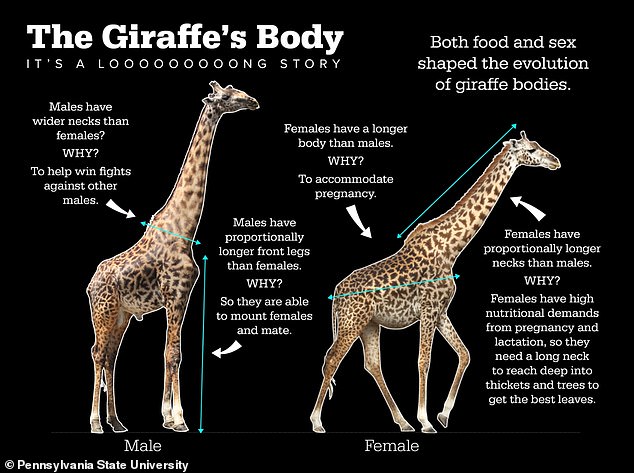 Although male and female giraffes have the same body proportions at birth, they differ significantly as they reach sexual maturity.  Males have a wider neck and longer forelimbs, which can help them win fights against other males and when mating