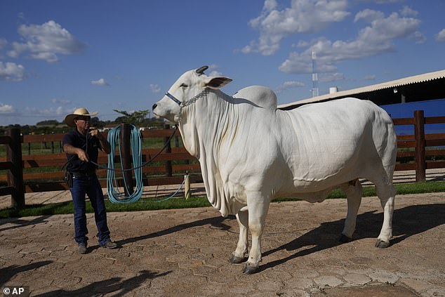 According to the Guinness Book of World Records, Viatina-19 FIV Mara Movéis was sold for $4 million.  Weighing over 1,100 pounds, she is twice as heavy as the average adult for her breed.