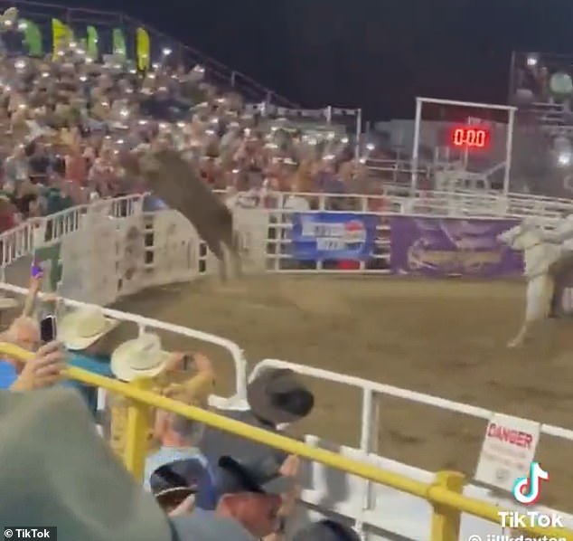 Rodeo fans captured on video Saturday evening how a bull made his bid for freedom at a rodeo in Oregon when he jumped out of the arena and began running through populated parts of the venue