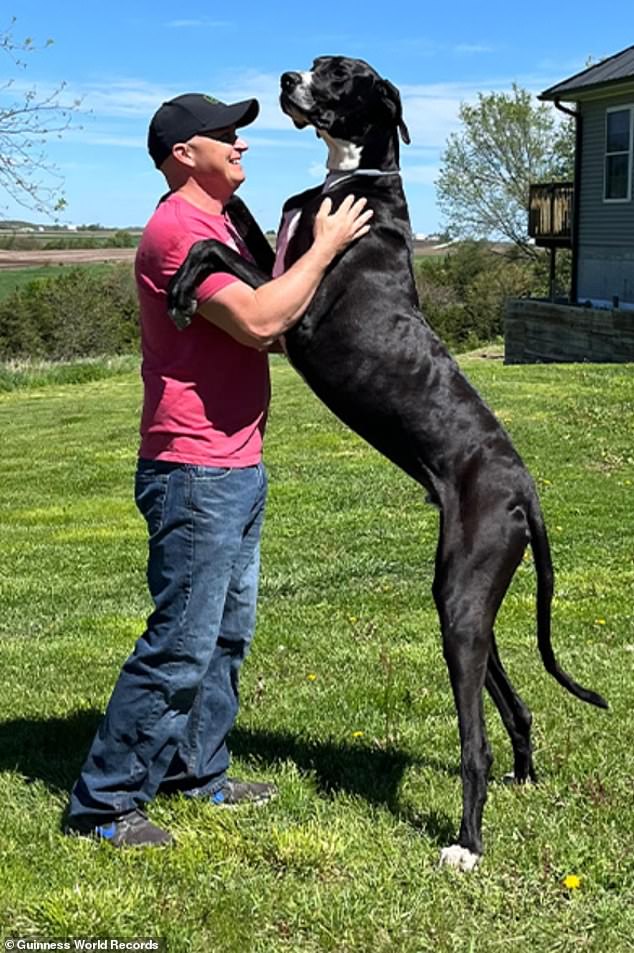 Kevin, a three-year-old Great Dane from West Des Moines, Iowa, died earlier this week after suddenly becoming ill, according to his owners, the Wolfe family.