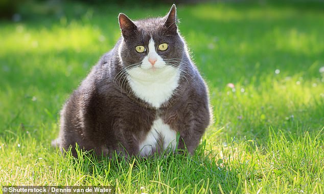Fat cats can also be found at pharmaceutical giants, with a clinical trial showing that an Ozempic-like drug caused cats to lose 5 percent of their weight