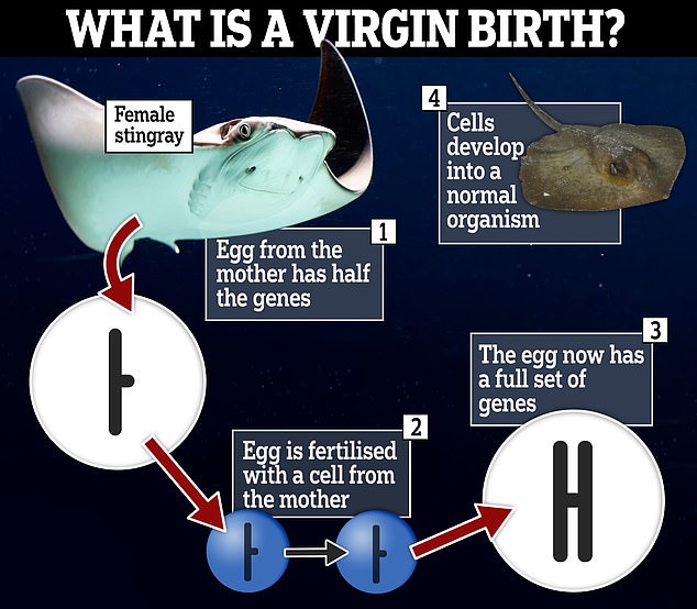 Virgin births occur when a stingray has been isolated for an extended period of time and clones itself to produce an embryo