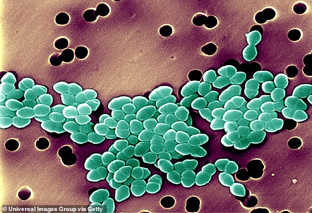Above is a scanning electron micrograph of an antibiotic-resistant strain of the bacterium Enterococci, known to cause urinary tract infections and wound infections.