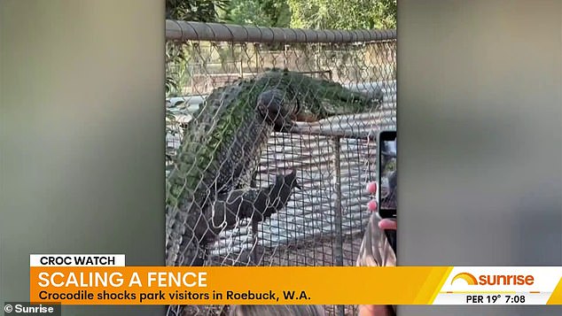 The Sunrise co-host was stunned as he watched the huge crocodile climb the cage fence and balance itself in front of shocked onlookers in Western Australia
