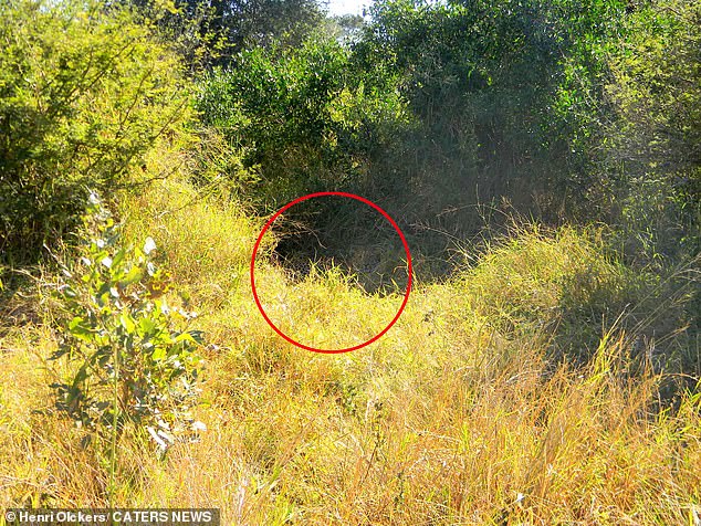 In the first photo the leopard can be seen staring into the lens behind a small tuft of grass in the center of the frame