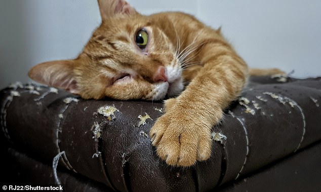 Cats that scratch furniture can frustrate their owners, but this normal feline behavior can be addressed by modifying play sessions and providing scratching posts in appropriate places, researchers have found.