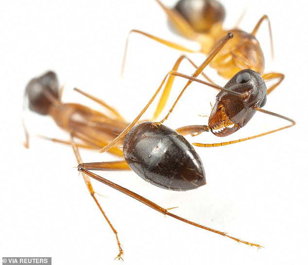 The research team found that the ants' choice of care was tailored to the type of injury they had. Here, the ant on the right is caring for the leg wound of the ant on the left