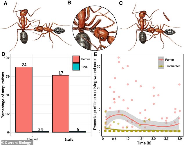 This graphical summary shows amputation and wound care behavior in Florida carpenter ants (Camponotus floridanus)