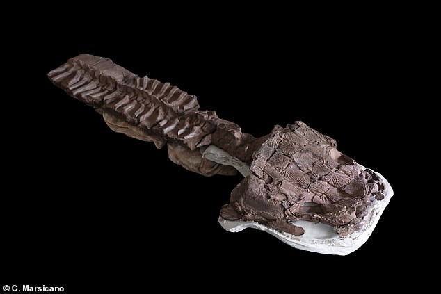 One of the specimens was so well preserved that researchers were able to find an articulated skull and spine hidden in the rock