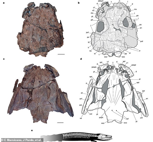 Gaisia ​​is an evolutionary remnant of species that went extinct 40 million years ago, but researchers believe it would have been one of the most important predators in its ecosystem.