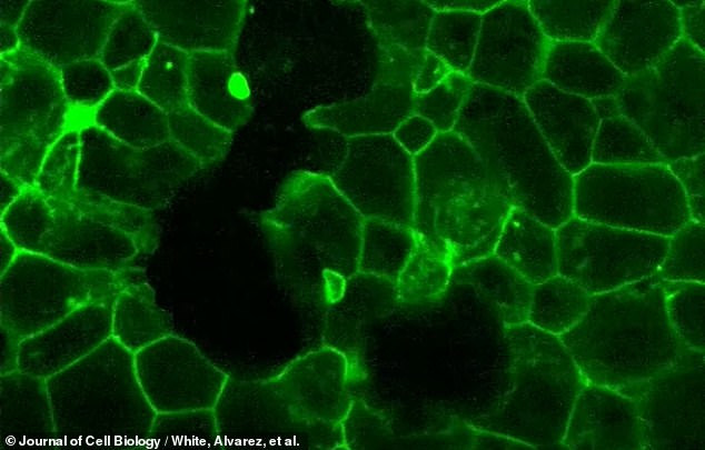 Above, the glow of the fluorescent proteins revealed the embryo's early scaffolding, called the 'actin cytoskeleton', which gives cells shape and helps them move. The fluorescent proteins selectively bind to actin, also a protein, and give definition to this early embryonic structure