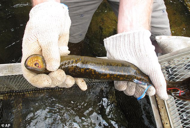 1720044324 816 Invasive vampire fish caught in Virginia river — and