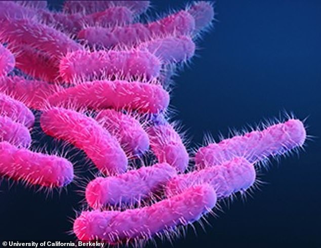 Shigella is transmitted when a person comes into contact with feces through sex, diapers, food or water