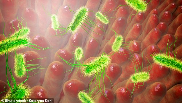 E. coli (Escherichia coli) are bacteria that live in the intestines of healthy people and animals. But when people are exposed to the bacteria from other sources, such as other people's feces, they can get food poisoning.