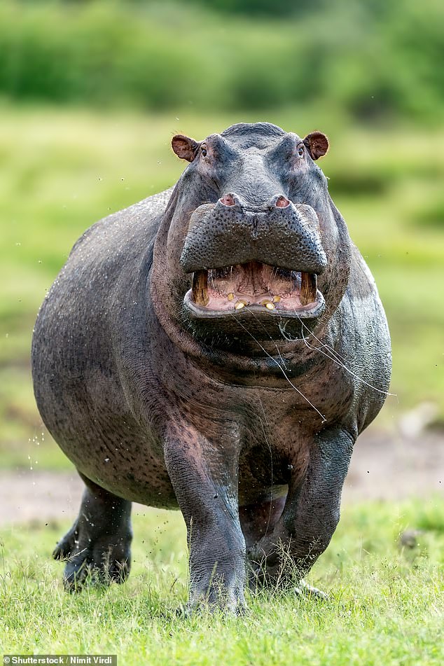 Professor John Hutchinson from the Royal Veterinary College and researcher Emily Pringle made the discovery after analysing online footage of the trotting animals