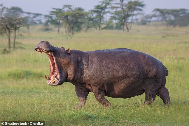 Analysis of the video footage has shown for the first time that the fastest hippos stay in the air for longer periods of time