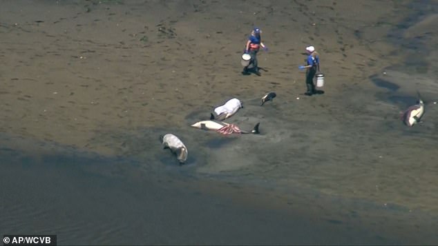 Rescue workers desperately submerge the animals in water as they try to keep them alive after the stranding