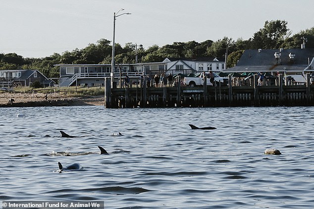 About 125 Atlantic white-sided dolphins were stranded in the area, which rescuers called a 