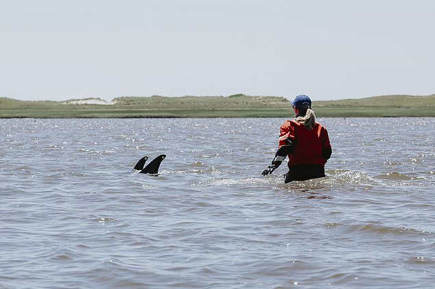 A trained volunteer tries to herd stranded dolphins into deeper water on Friday, June 28, 2024 in Wellfleet, Massachusetts.