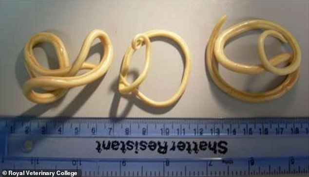 Giant roundworms can grow up to 11 inches long and live in the intestines for one to two years. They only cause symptoms if a person has a large infestation