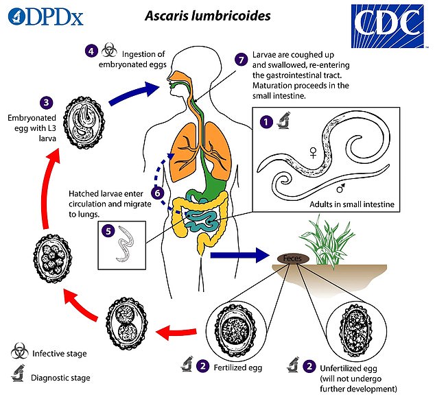 The CDC chart above shows the life cycle of the giant roundworm