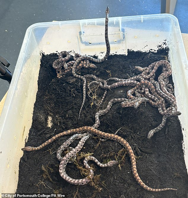 As if by magic, the baby snakes (pictured) appeared in Renaldo's enclosure and were discovered by a student