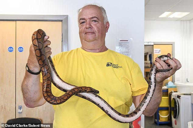 Ronaldo's handler, Mr Quinlan (pictured), says he has never seen anything like it in his 50 years as a snake handler.